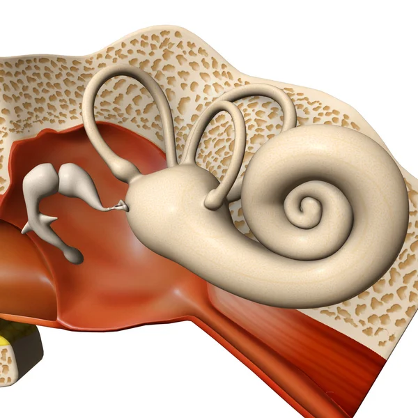 Anatomía del tímpano humano — Foto de Stock