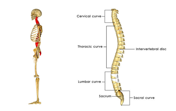 Spinal Cord