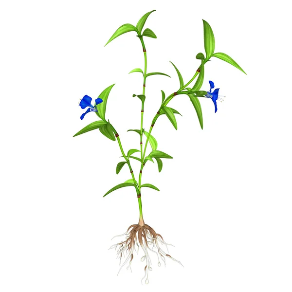 Commelina Bengalensis blossom — Stock Photo, Image