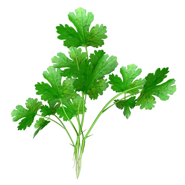 Green coriandrum plant — Stock Photo, Image