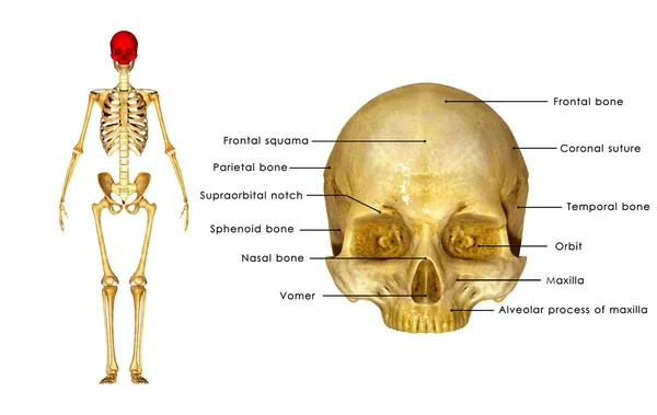 Anatomia do crânio humano — Fotografia de Stock