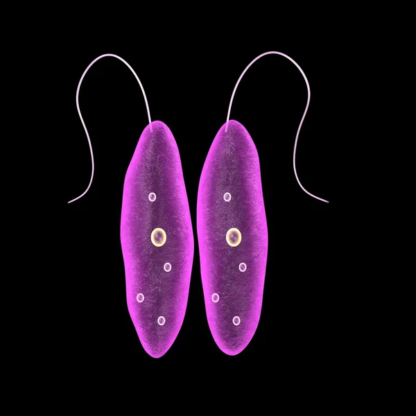 Leishmania — Stock Photo, Image