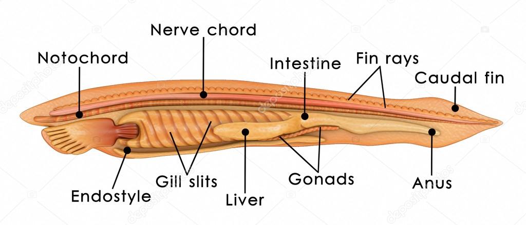 Branchiostoma anatomy on white