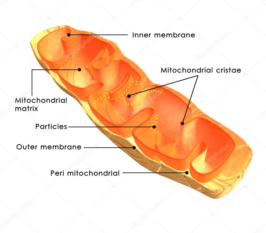 Mitochondria anatomy on white