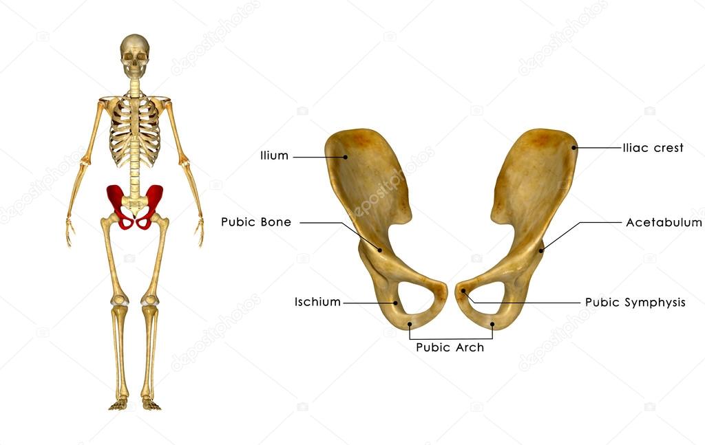 Human Pelvic hip