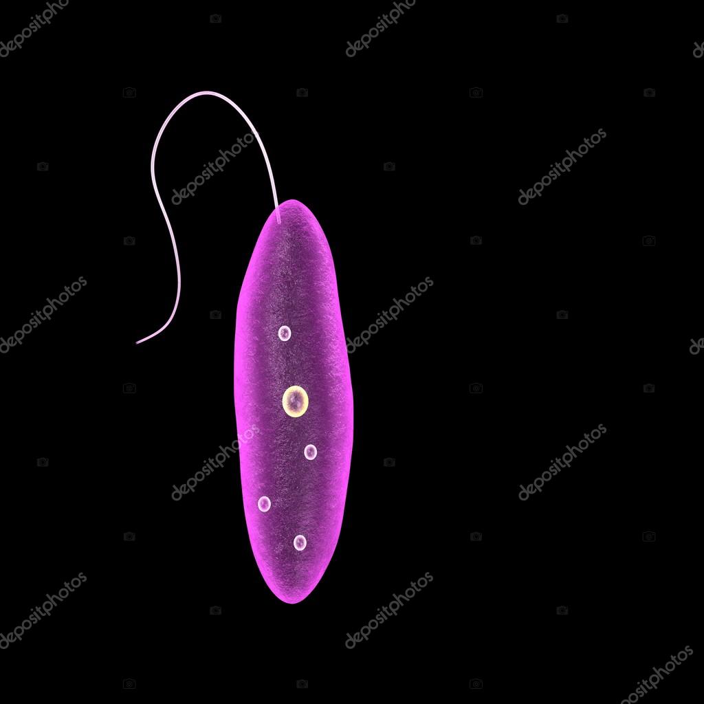 poze cu paraziti leishmania human papillomavirus vaccine in ethiopia