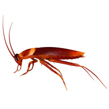 Hamam böceği böcek beyaz