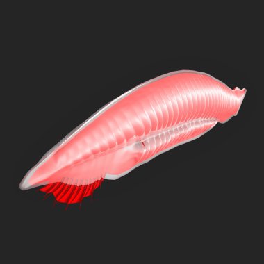 Siyah amphioxus anatomi