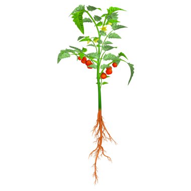 Alternaria bitki beyaz