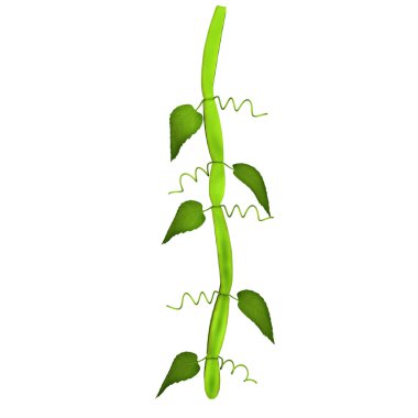 Cissus clipart