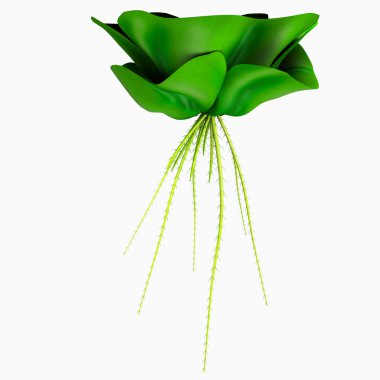 Pistia