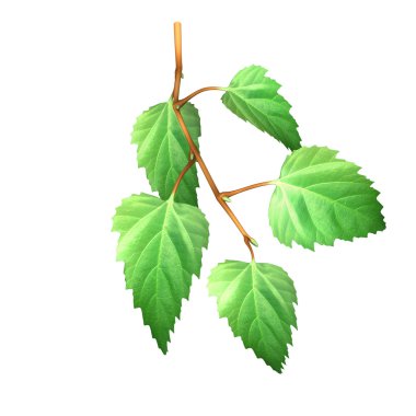 Birch leaves clipart