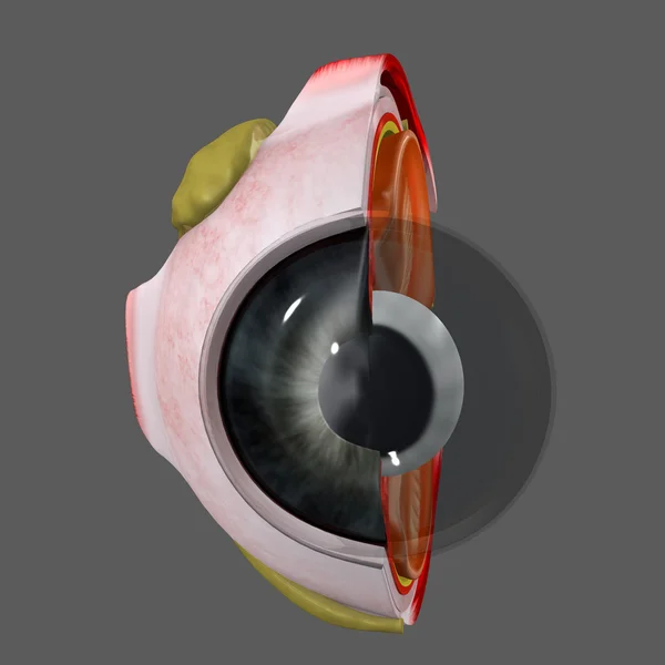 Human Eye anatomy — Stock Photo, Image