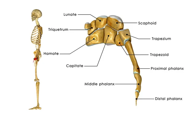 Articolazione del polso umano — Foto Stock