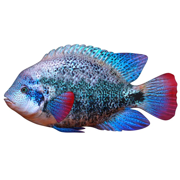 青 cichild 魚 — ストック写真