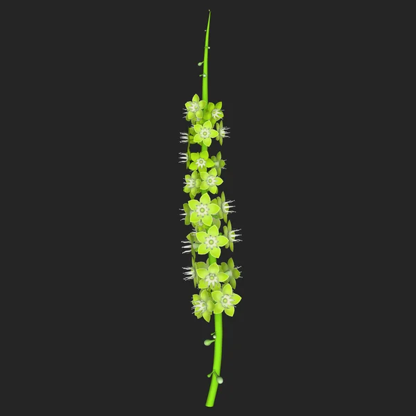 Coccoloba Flower — Stock Photo, Image