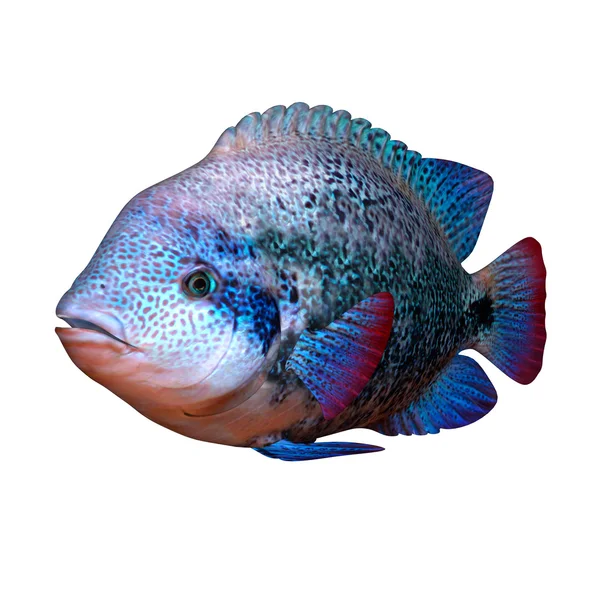 Blauwe cichild vis — Stockfoto