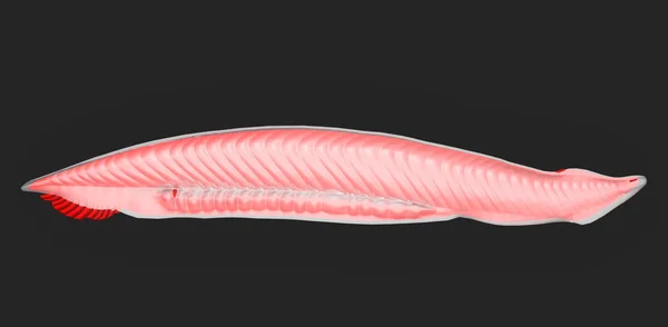 Anatomia do anfioxo em preto — Fotografia de Stock