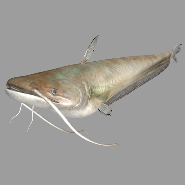 グレーの Wallago 魚 — ストック写真