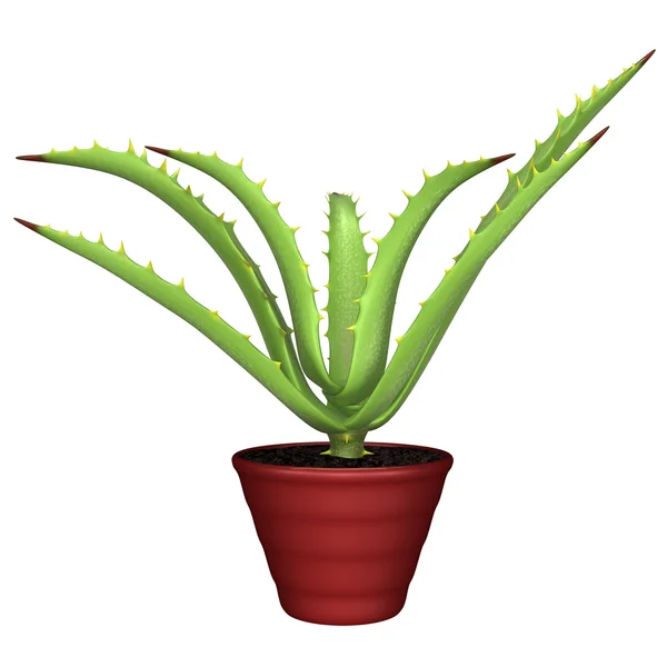 Beyaz üzerine tencerede Aloe — Stok fotoğraf