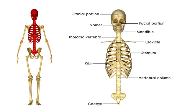 Cráneo con caja torácica —  Fotos de Stock