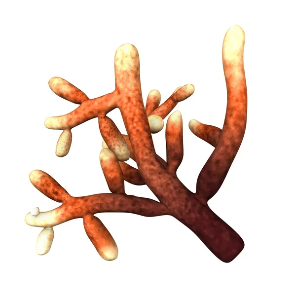Mykorhiza izolovaných na bílém — Stock fotografie