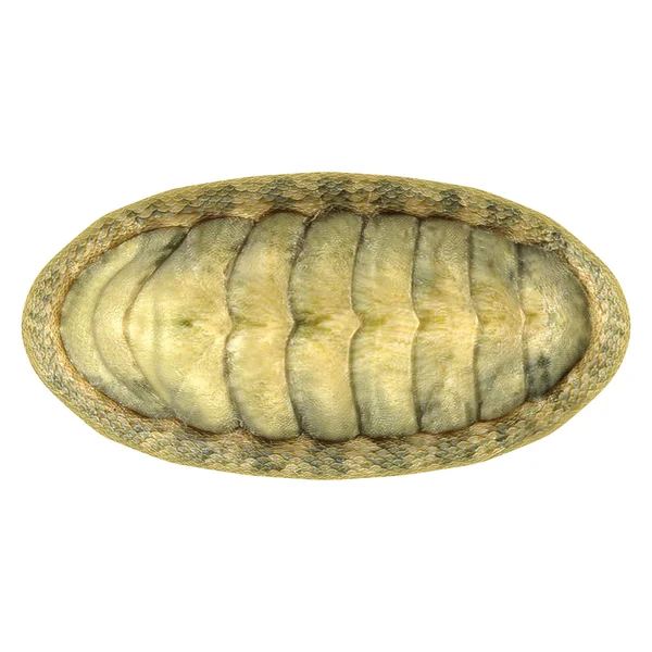 Chiton... — Fotografia de Stock