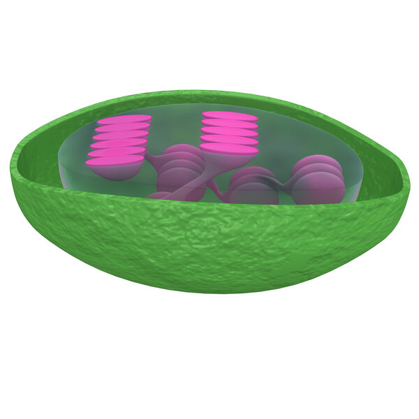 Хлоропласты
