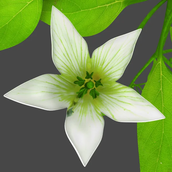 Chilli plant — Stock Photo, Image