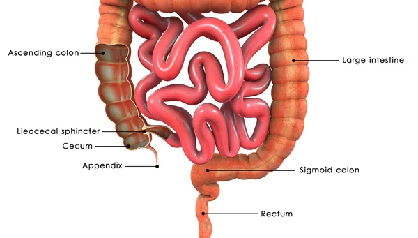 Large intestine intersection — Stock Photo, Image