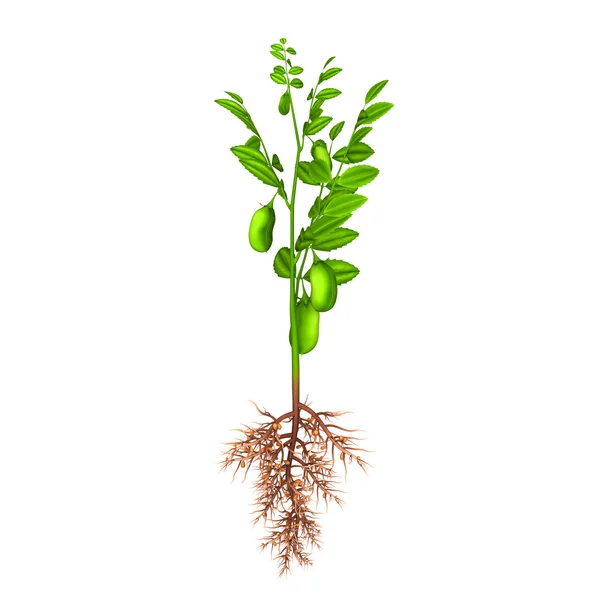 Planta gram bengalez — Fotografie, imagine de stoc