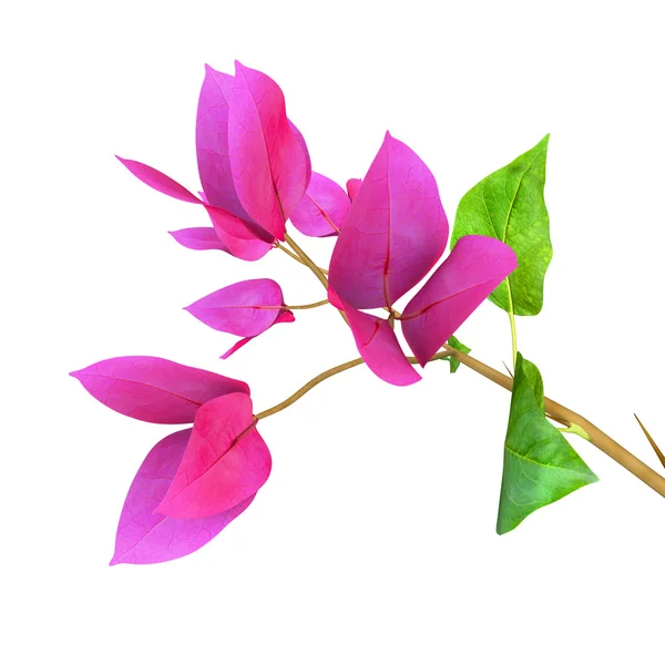 Bougainvillea — Stockfoto