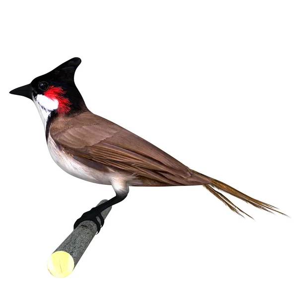 Bulbuls — Stok fotoğraf