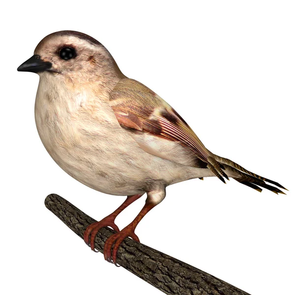 Pájaro Bushtit en el almuerzo —  Fotos de Stock