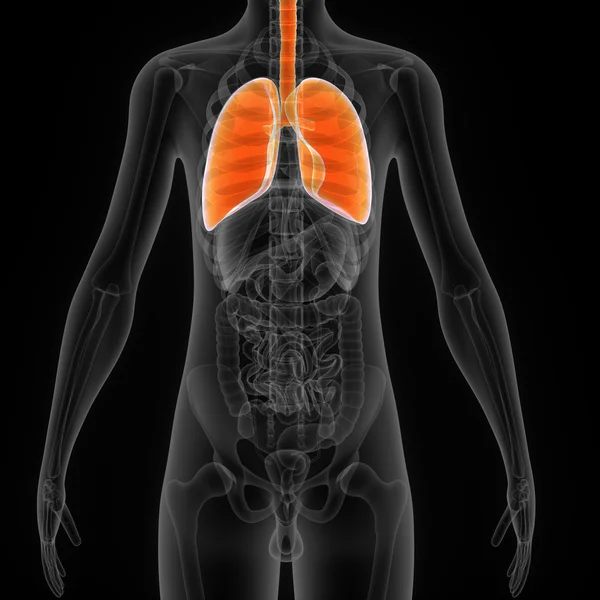 Pulmones humanos —  Fotos de Stock