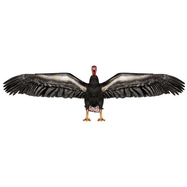 Californië condor — Stockfoto