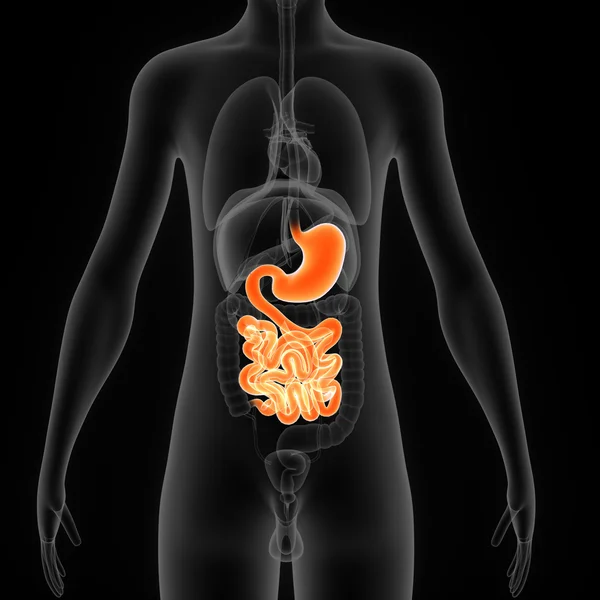 Sistema digestivo — Foto de Stock