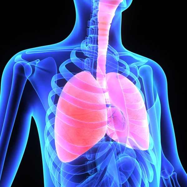 Pulmones humanos —  Fotos de Stock