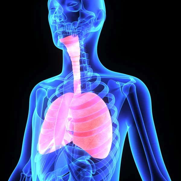 Human Lungs — Stock Photo, Image