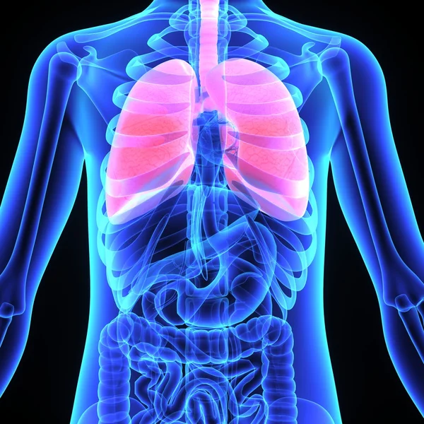 Menschliche Lungen — Stockfoto