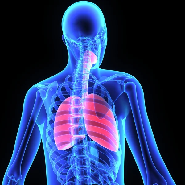 Människans lungor — Stockfoto