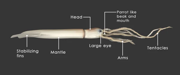 Architeuthis (dev mürekkep balığı) — Stok fotoğraf