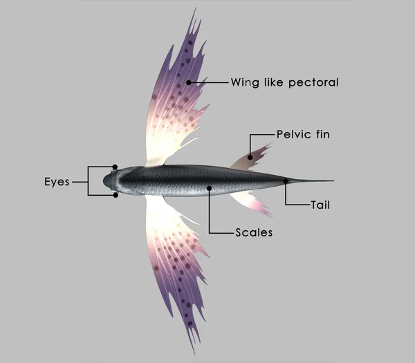 Exocoetus — 图库照片