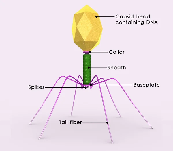 Bacteriophage — Stock fotografie