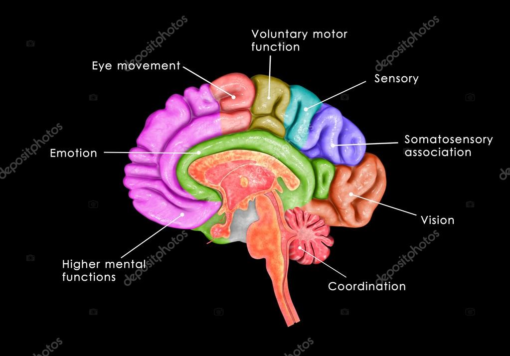 The brain is an organ that serves as the center of the nervous system in all vertebrate and most invertebrate animals,only a few invertebrates such as sponges, jellyfish, adult sea squirts and starfish do not have a brain,