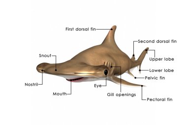 Sphyrna