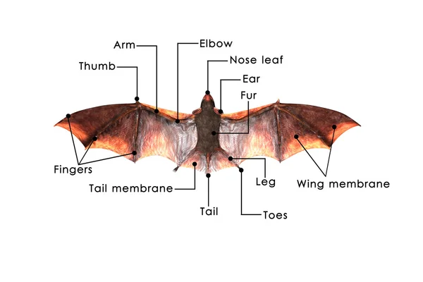 Pipistrello. — Foto Stock