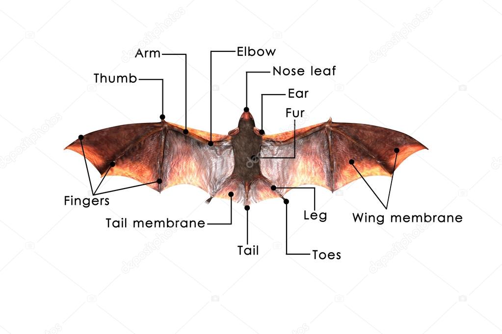 Bat.