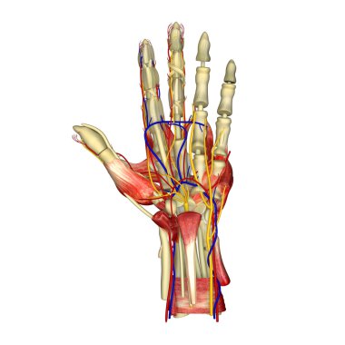 Hand Muscles clipart