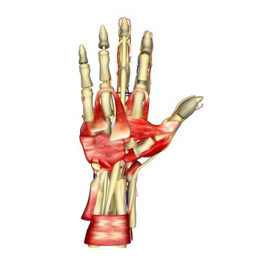 Hand Muscles clipart